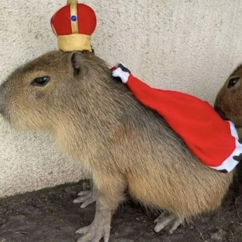 Capybara eating watermelon meme dễ thương cho những ai yêu thích trái cây