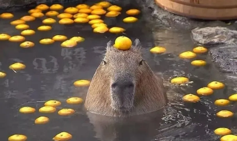 Ảnh capybara meme cute dễ thương khiến bạn không thể nhịn cười