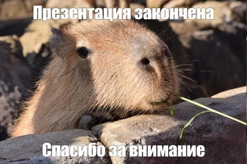 Capybara meme cute dễ thương cho những ai yêu thích động vật