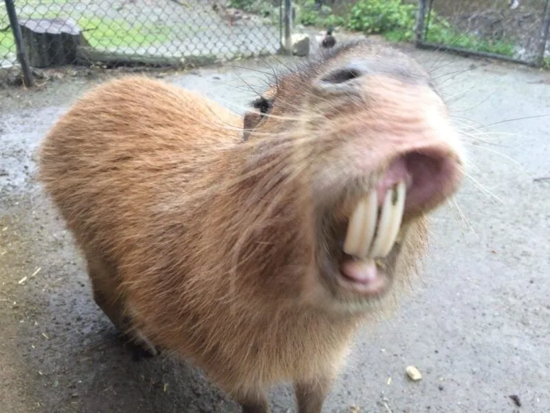 Cute capybara meme mang lại tiếng cười sảng khoái