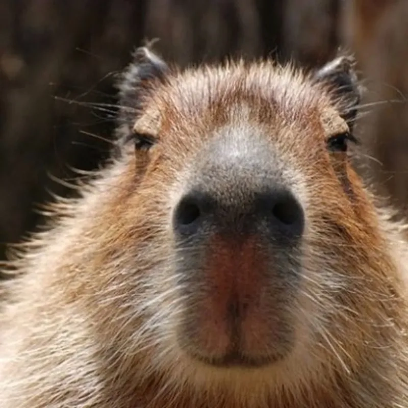 Meme capybara cầm dao thể hiện sự hài hước độc đáo