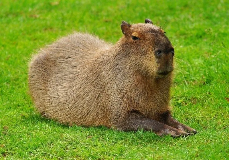 Hình ảnh capybara meme dễ thương khiến bạn cảm thấy vui vẻ