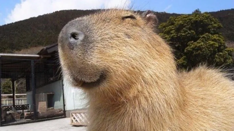 Hình nền capybara meme dễ thương cho trang cá nhân của bạn