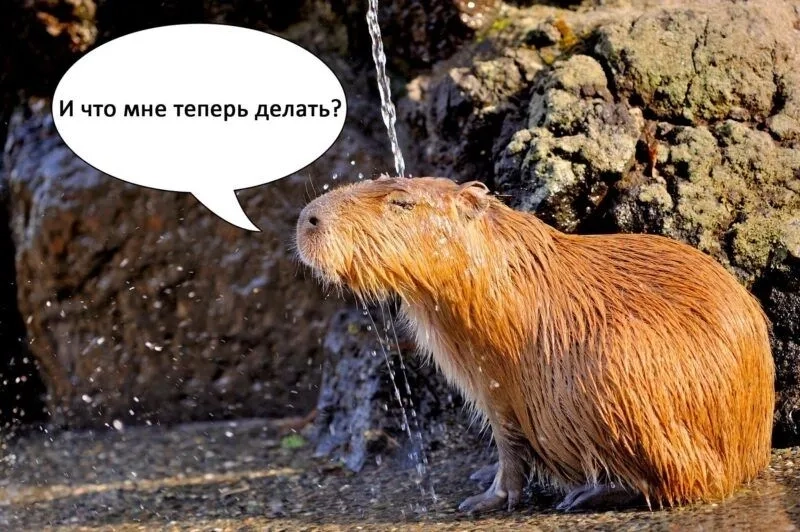 Capybara meme images mang lại niềm vui cho người xem