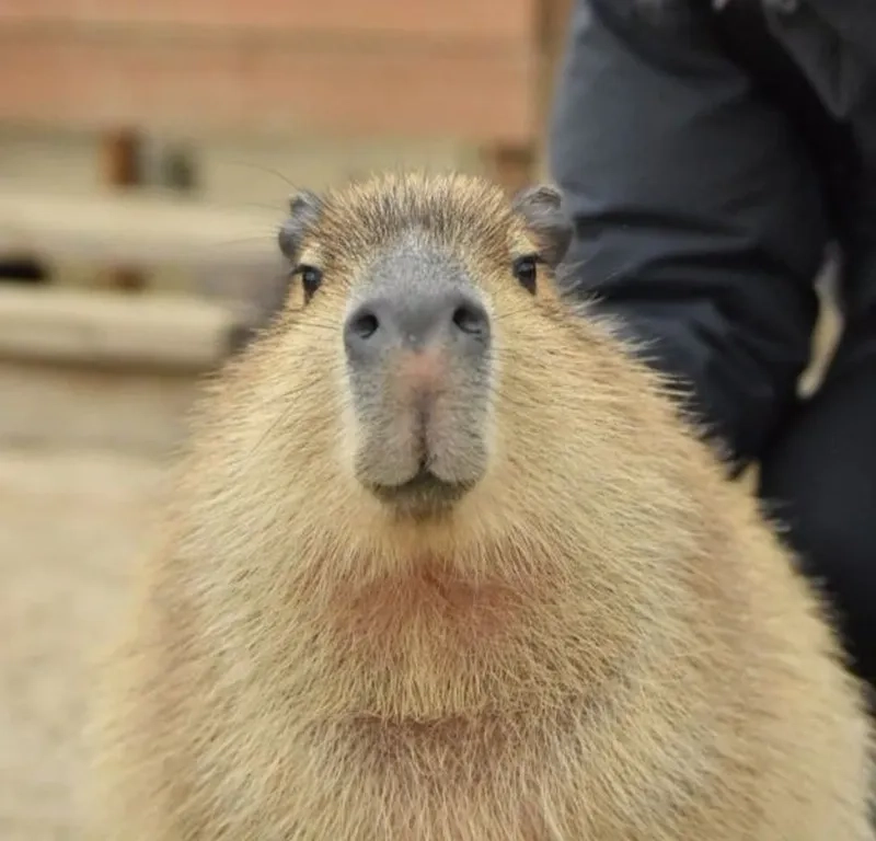 Meme capybara màu hồng mang lại tiếng cười cho mọi người