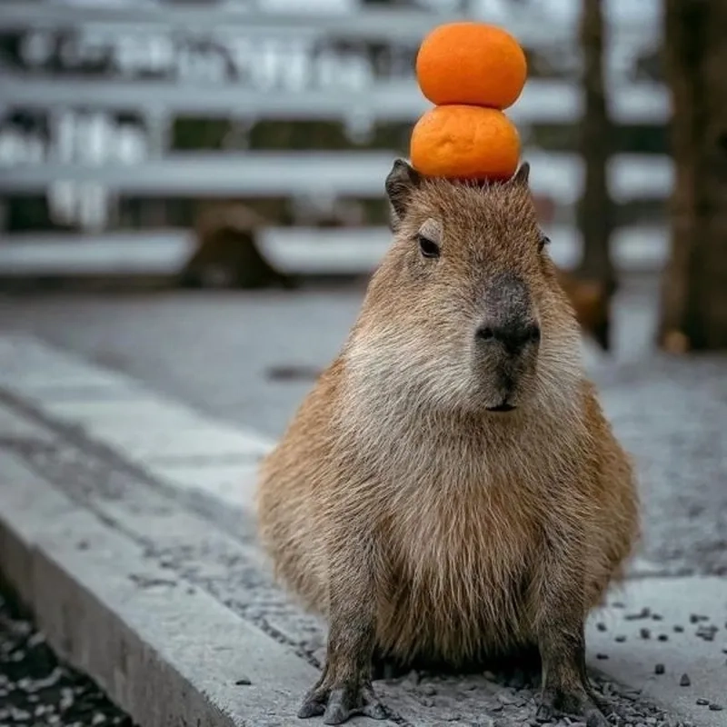 Hình capybara meme dễ thương khiến bạn cảm thấy vui vẻ