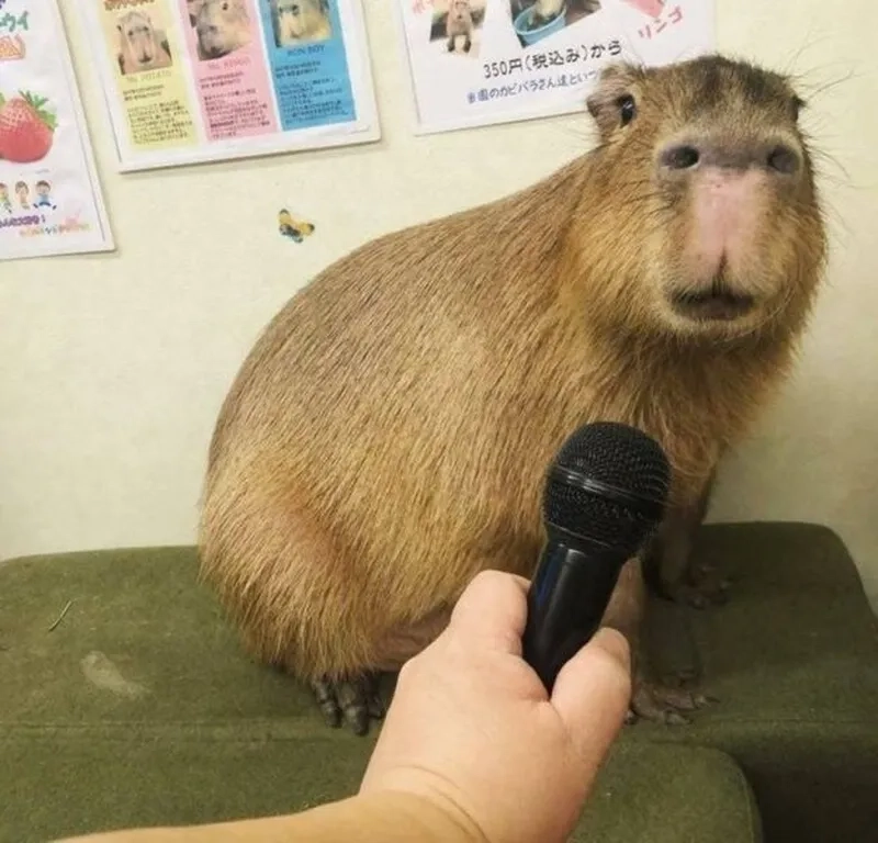 Meme capybara dễ thương khiến bạn không thể nhịn cười