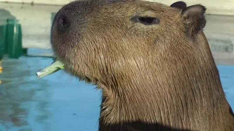 Ảnh capybara meme mang lại tiếng cười sảng khoái