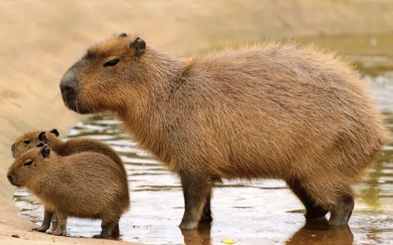 Con capybara meme dễ thương cho những ai yêu thích động vật