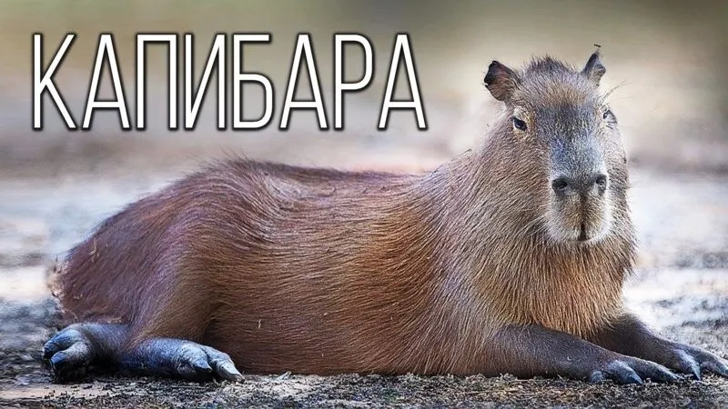 Ảnh meme capybara dễ thương khiến bạn cảm thấy vui vẻ