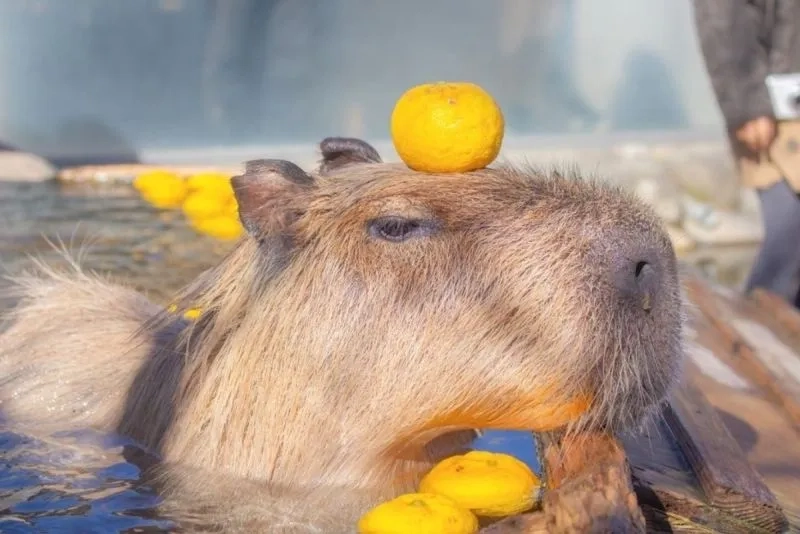 Capybara chuột lang nước meme mang lại tiếng cười cho mọi người