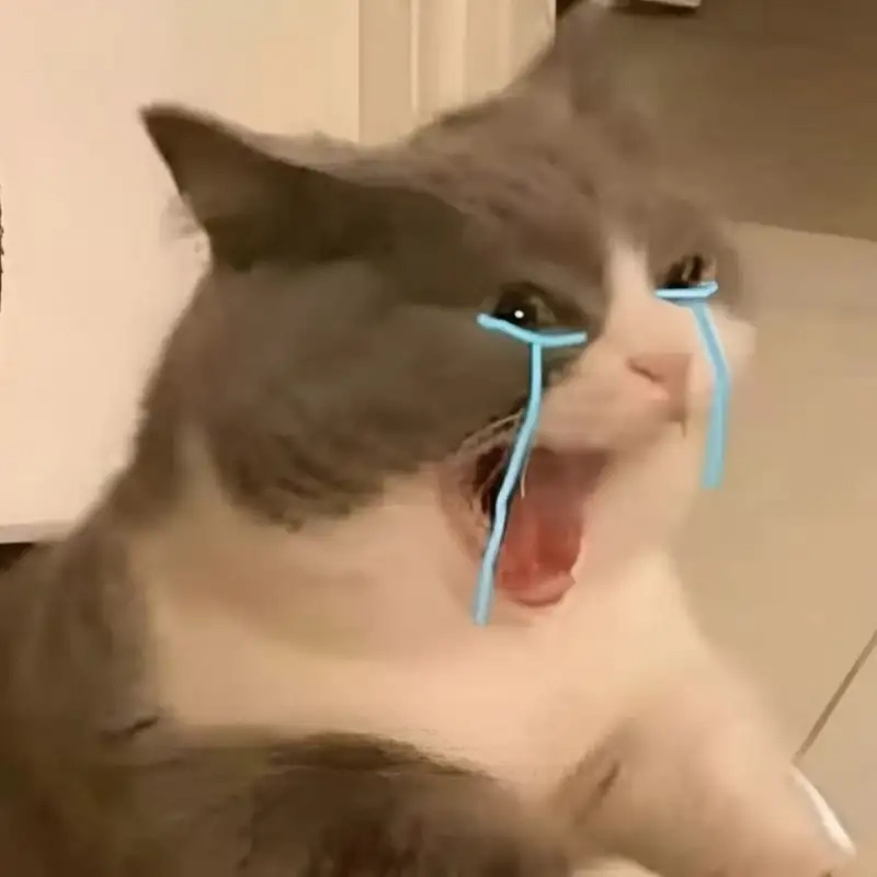 Meme mèo cry dễ thương khiến bạn không thể nhịn cười