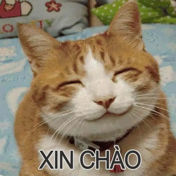 Meme chào buổi tối dễ thương cho một ngày kết thúc vui vẻ