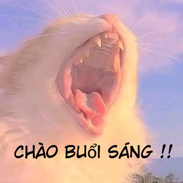 Meme chào buổi sáng dễ thương cho một ngày mới tràn đầy năng lượng