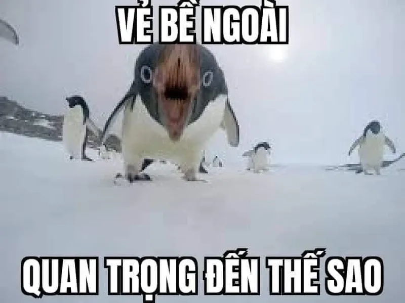 Ảnh meme chim cánh cụt dễ thương cho ngày thêm vui