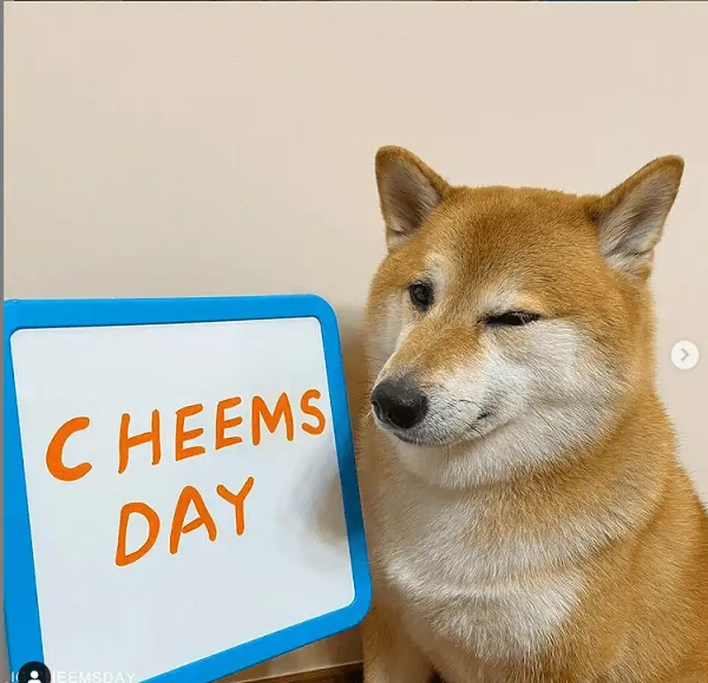 Shiba meme chó shiba dễ thương khiến bạn cảm thấy vui vẻ