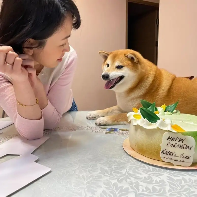 Shiba bonk meme thể hiện sự hài hước độc đáo