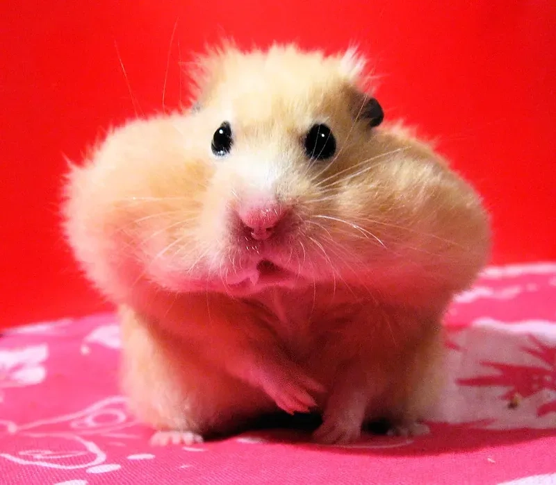 Meme chuột hamster hài mang lại tiếng cười cho mọi người