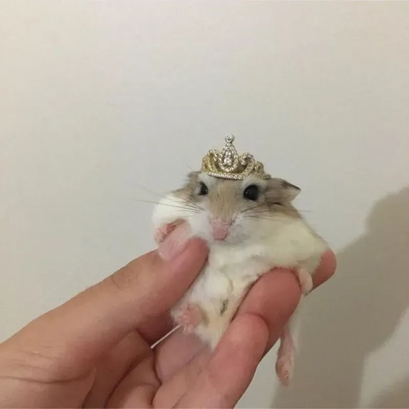 Meme ảnh chuột hamster hài hước cho những khoảnh khắc vui vẻ