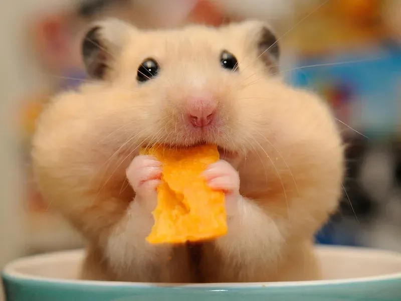 Meme chuột hamster cute đáng yêu cho những ai yêu thích động vật