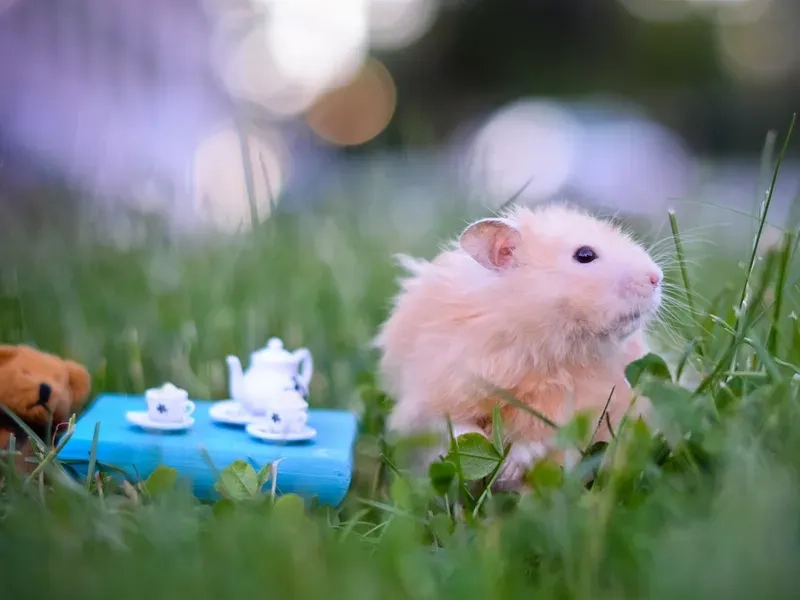 Ảnh chuột hamster cute meme khiến bạn muốn chia sẻ ngay