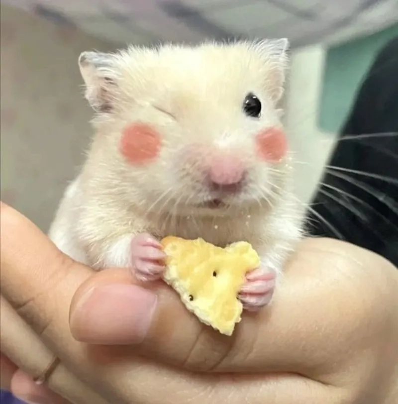 Meme ảnh chuột hamster bựa mang lại tiếng cười cho mọi người