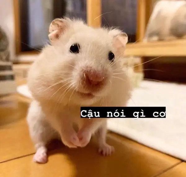 Meme hamster mang lại niềm vui cho người xem