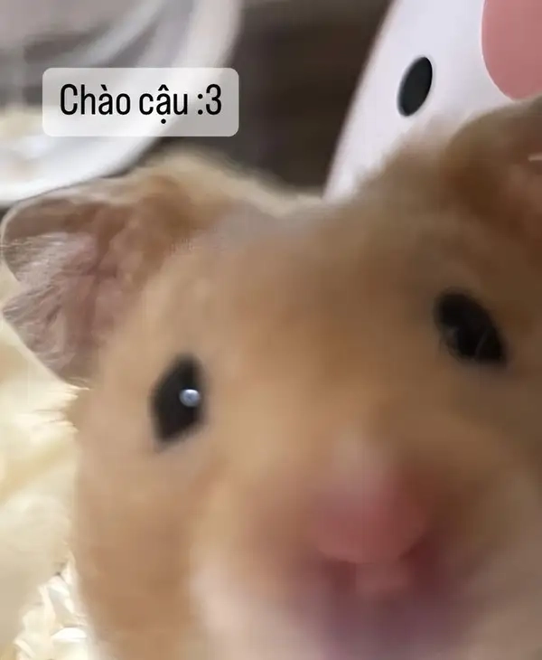 Chuột hamster meme dễ thương khiến bạn cảm thấy vui vẻ