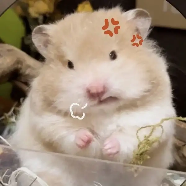 Hình hamster meme dễ thương cho những ai yêu thích động vật