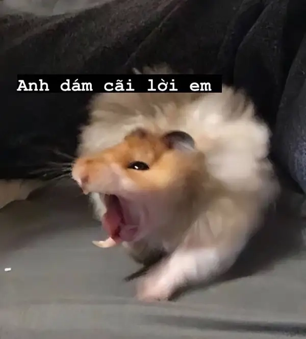 Meme hamster sợ hãi dễ thương khiến bạn không thể nhịn cười