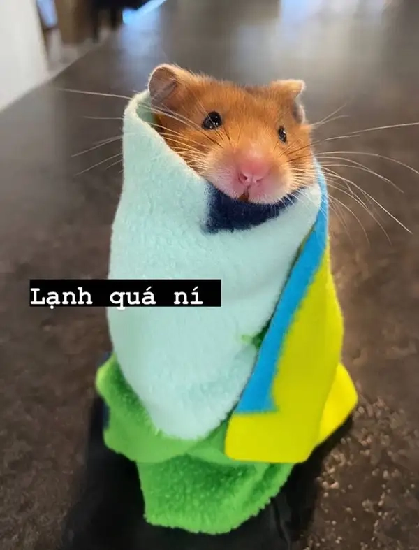 Hamster bear meme mang lại tiếng cười cho mọi người