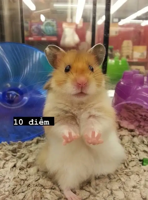 Meme hamster cầm thánh giá dễ thương khiến bạn cảm thấy vui vẻ