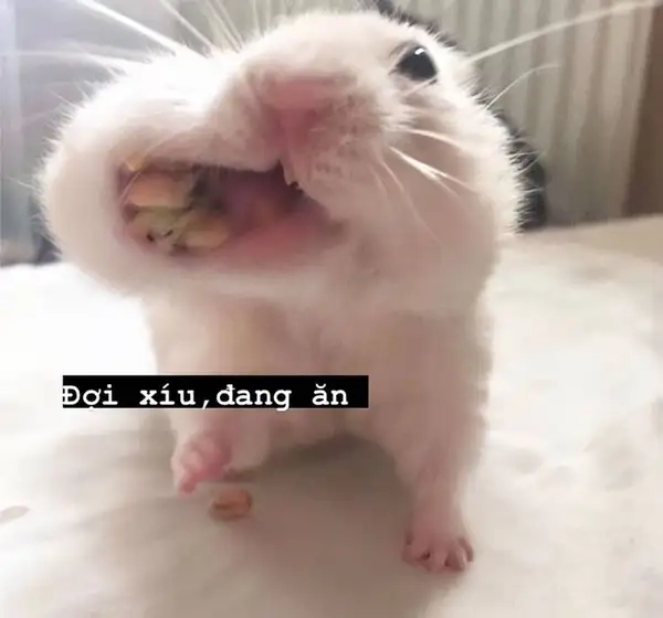 Meme con chuột hamster mang lại niềm vui cho người xem