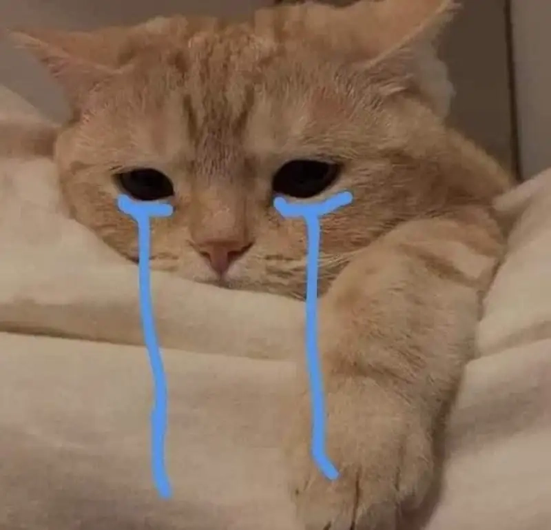 Cat crying meme thể hiện sự hài hước độc đáo