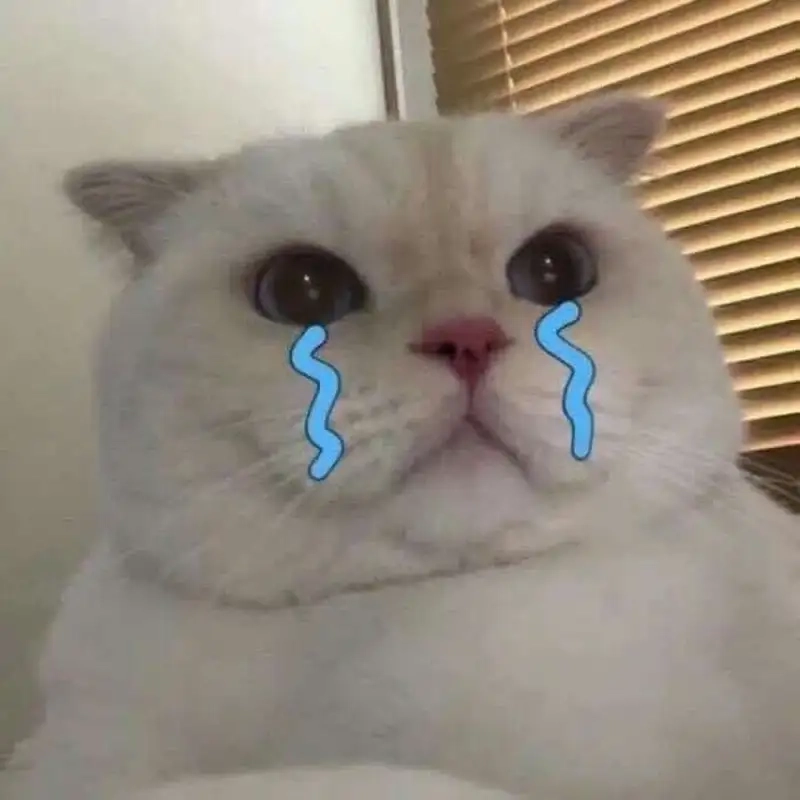 Cat meme cry dễ thương khiến bạn cảm thấy vui vẻ