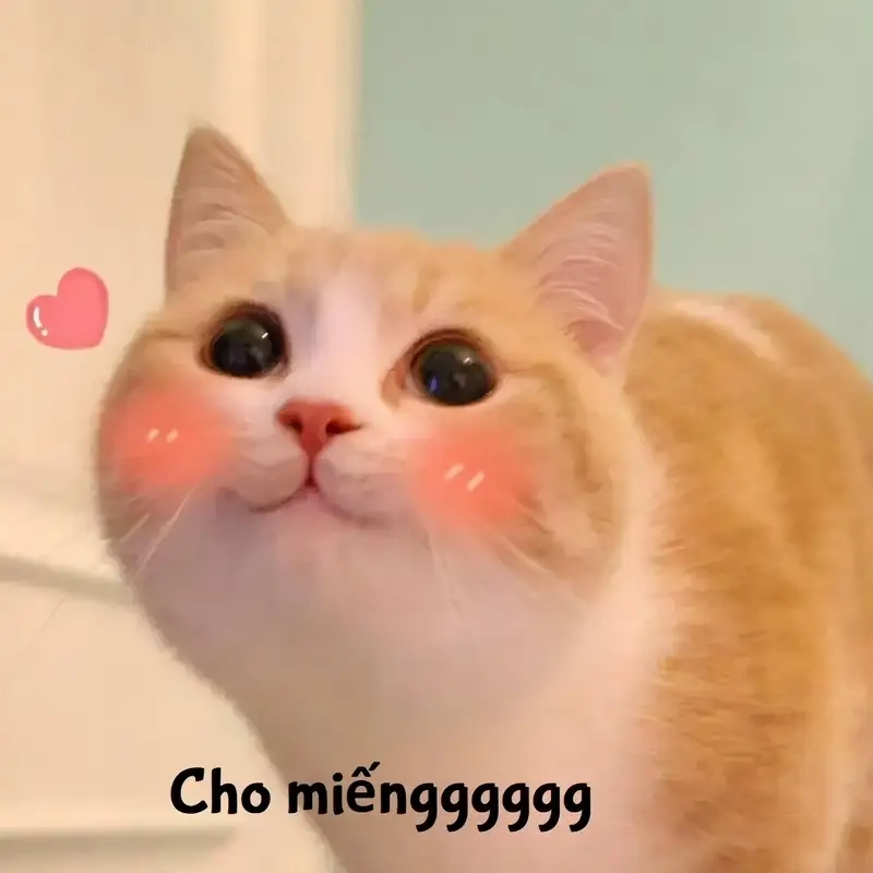 Meme ảnh hài hước cute luôn làm bừng sáng ngày của bạn