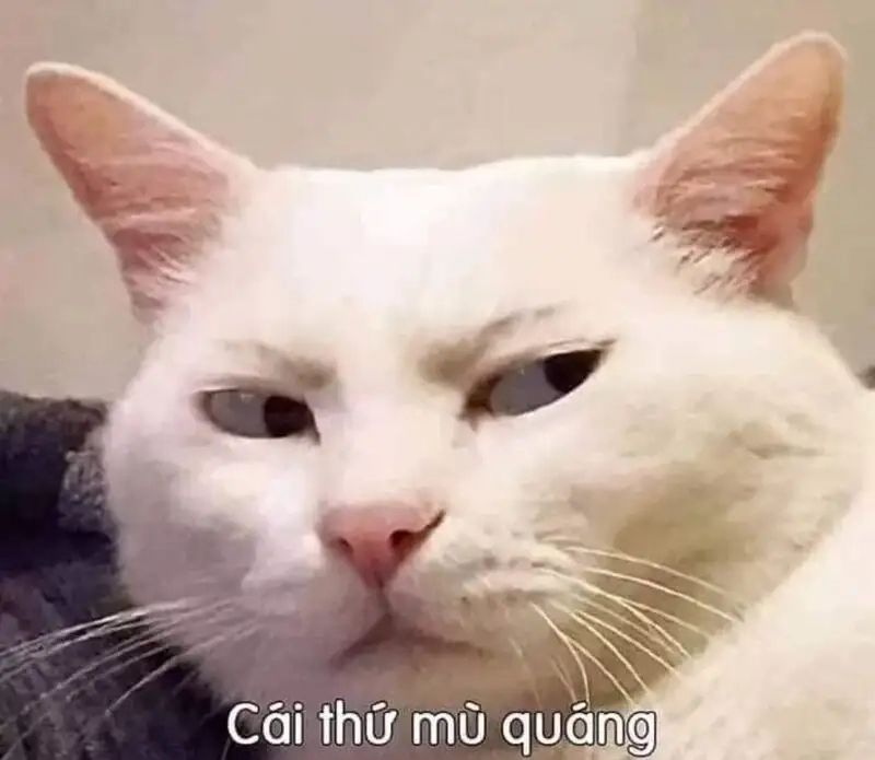 Meme hài cute khiến bạn cảm thấy vui vẻ và thoải mái