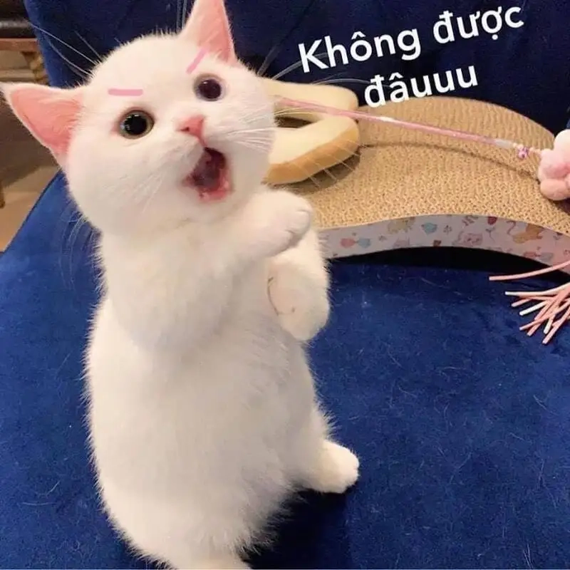 Người que cute ảnh meme hài luôn thu hút sự chú ý của người xem