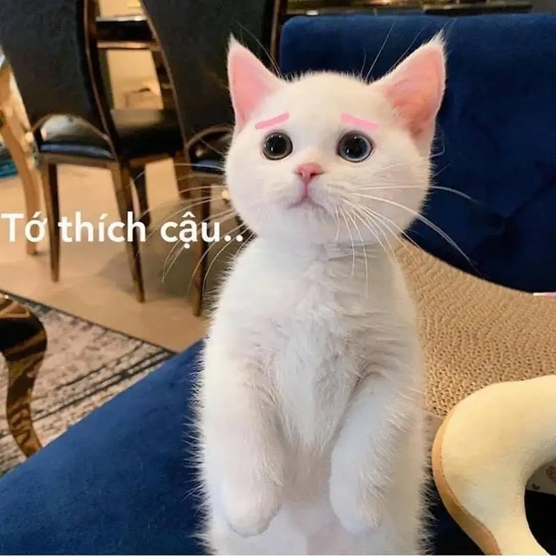 Meme cute hài mang lại niềm vui và tiếng cười cho mọi người