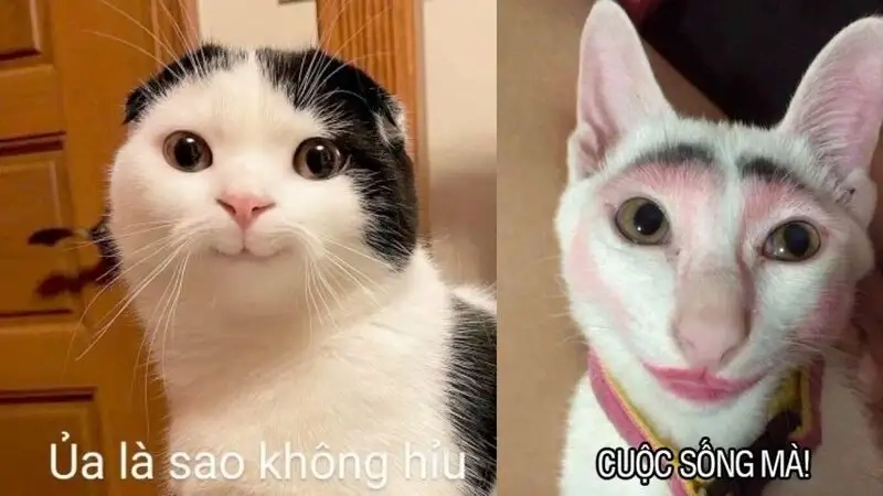 Icon chế ảnh meme cute dễ thương khiến bạn không thể cưỡng lại