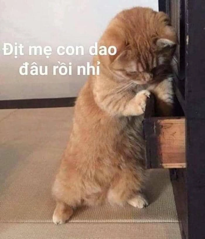 Mèo đánh nhau meme mang lại tiếng cười cho người xem