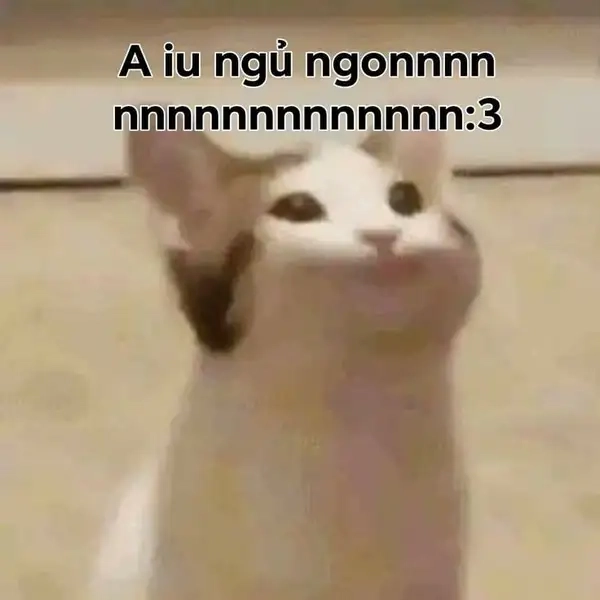 Meme chúc ngủ ngon mèo mang lại tiếng cười cho mọi người