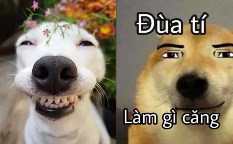 Meme dog cute mang lại tiếng cười cho mọi người