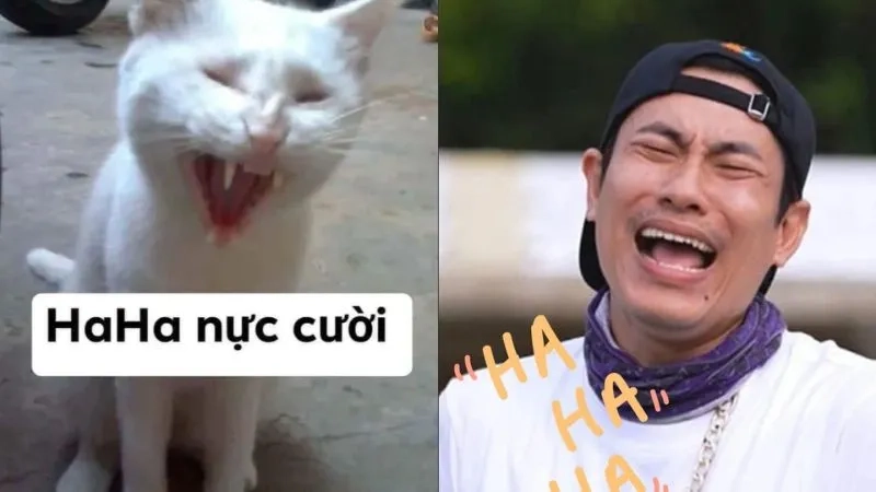 Haha or sad meme cho những ai yêu thích sự hài hước