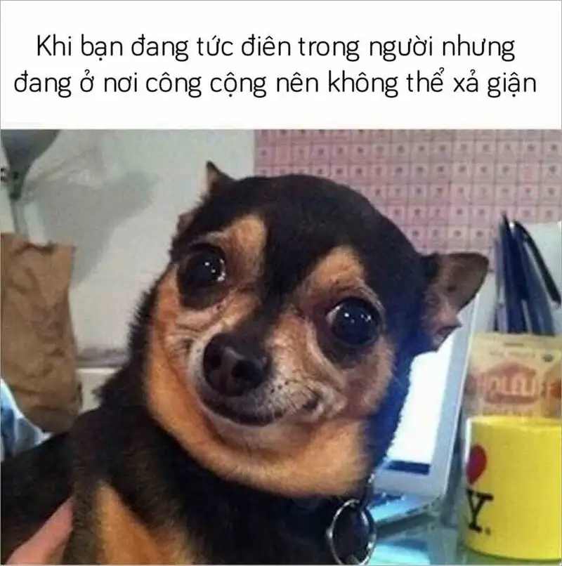 Meme sea dog power dễ thương khiến bạn không thể nhịn cười