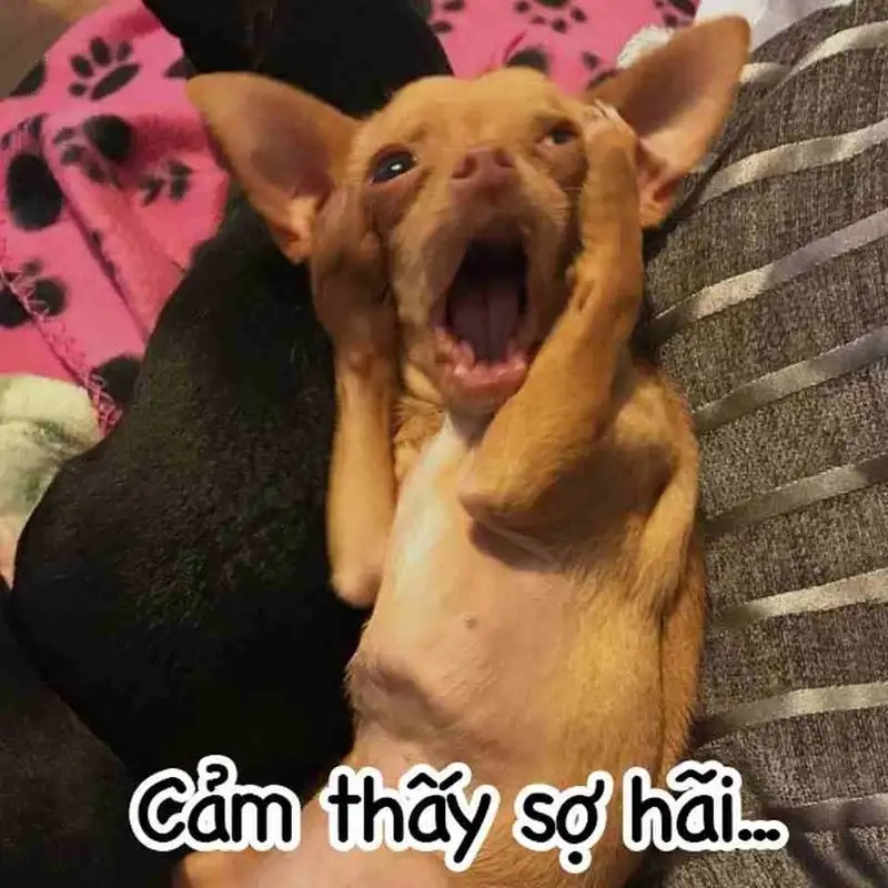 Doge meme luôn mang lại tiếng cười cho người xem