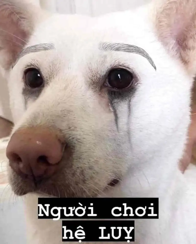 Ảnh doge meme mang lại niềm vui cho mọi người