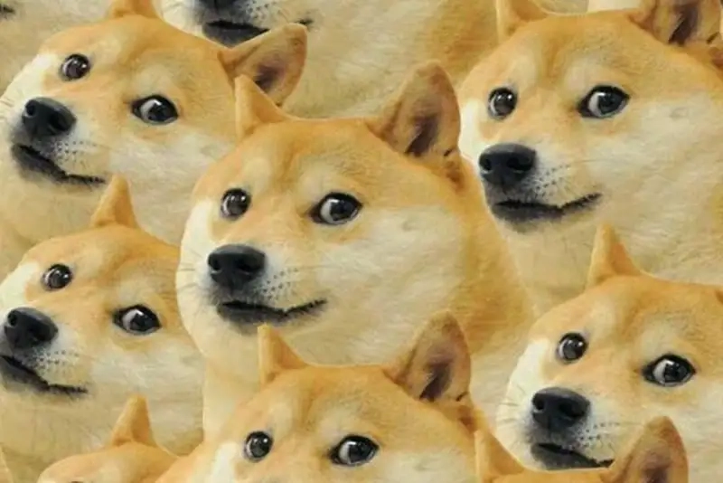 Doge shiba inu dog meme dễ thương khiến bạn không thể cưỡng lại