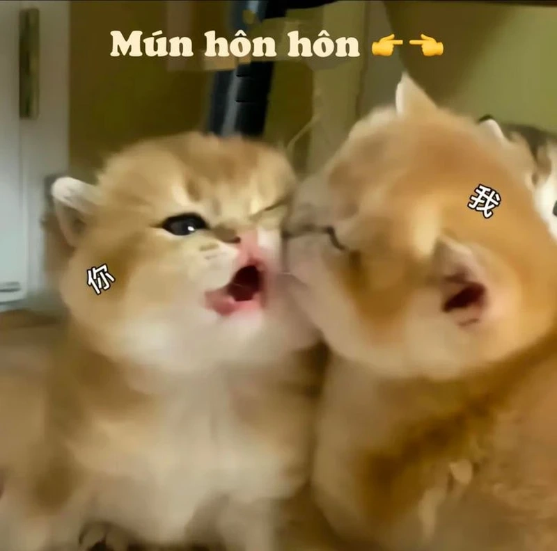 Meme hôn ny thể hiện tình yêu chân thành và hài hước