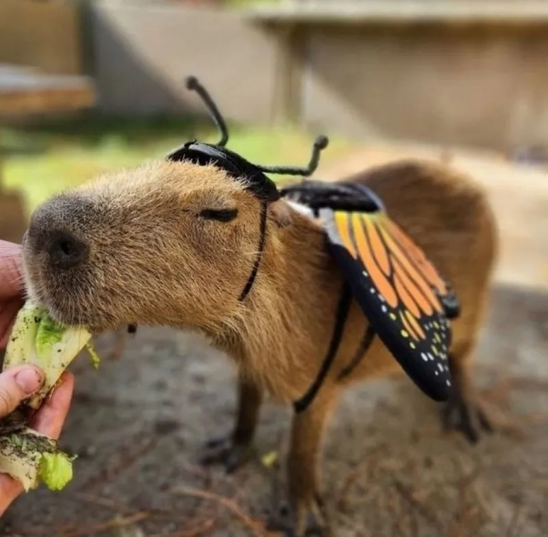 Capybara happy birthday meme dễ thương khiến bạn không thể nhịn cười